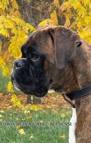 BOXER CUCCIOLI DISPONIBILI - Foto 4