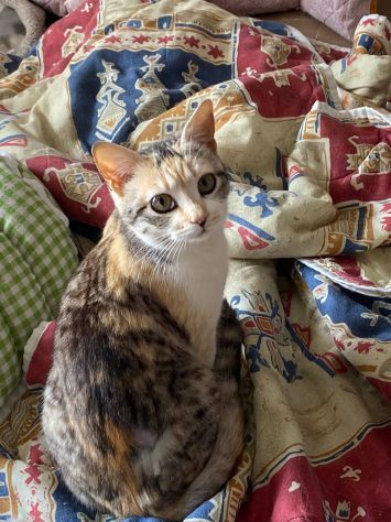 IRIDELLA, dolce micina in adozione! - Foto 9