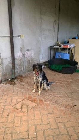 ROMEO, socievolissimo cane da caccia - Foto 2
