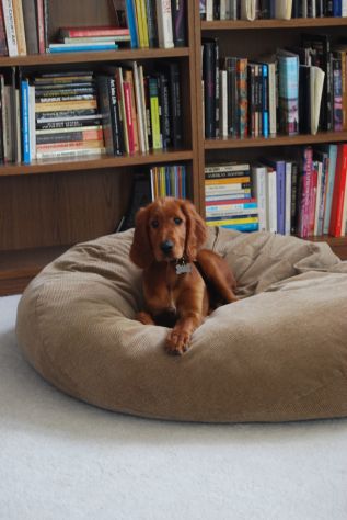 Cuccioli di Setter Irlandese - Foto 2