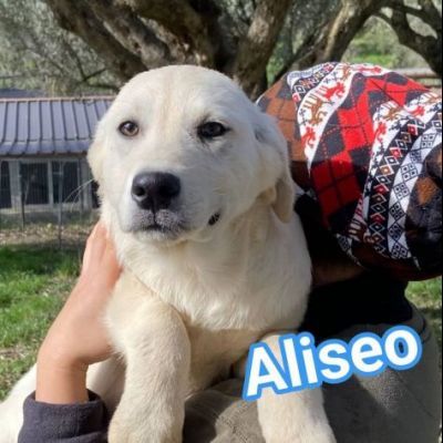ALISEO, UN SOFFIO DI DOLCEZZA, CUCCIOLO IN ADOZIONE