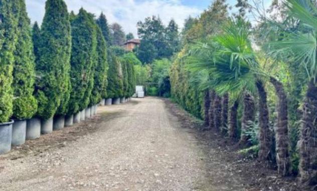 Immobile in asta di 16526 m² in vendita a Robecchetto con Induno - Foto 7