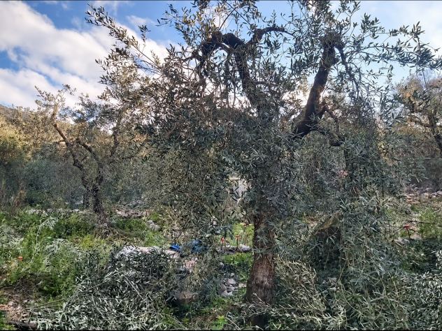 Uliveto - Foto 3