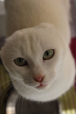 Meringa gattina , adozione del cuore - Foto 9