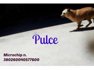 PULCE, cagnolino taglia piccola
