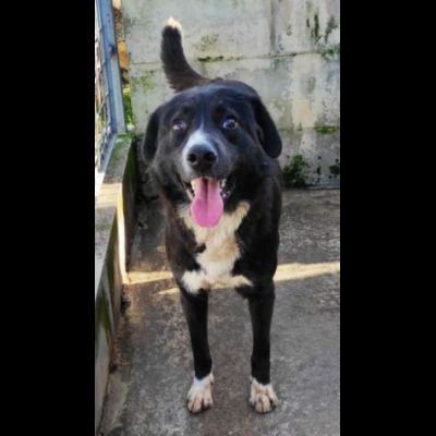 BENNY TENERO E AFFETTUOSO, CAGNOLINO IN ADOZIONE