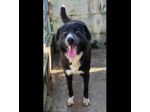 BENNY TENERO E AFFETTUOSO, CAGNOLINO IN ADOZIONE