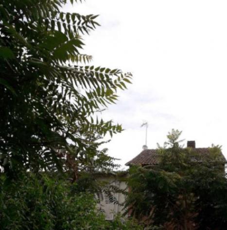 Immobile in asta di 97 m² in vendita a Gambarana - Foto 3