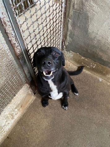 BORIS FANTASTICO ESEMPLARE DI CANE COZZA! DOLCISSIMO CAGNOLINO IN ADOZIONE - Foto 7