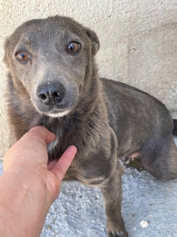 BUTTATA VIA, ORA SI SPEGNE IN CANILE CHICCA 2 ANNI 6 KG TAGLIA PICCOLA - Foto 5
