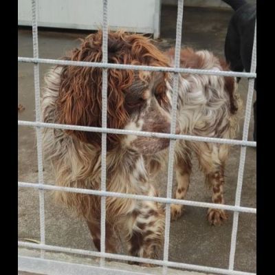 FRODO CACCIATORE DI COCCOLE, SIMIL SRINGER SPANIEL, CAGNOLINO IN ADOZIONE - Foto 6
