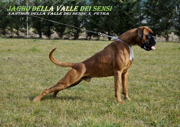 BOXER CUCCIOLI VENDO A VERONA- BOXER CUCCIOLI VENDO A VICENZA - Foto 8