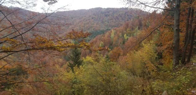 Ex malga boscata - Foto 2