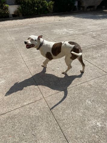 Pitbull adulta mollata 4anni fa,1occhio cieco, rinata,BUONISSIMA!CREMONA - Foto 2