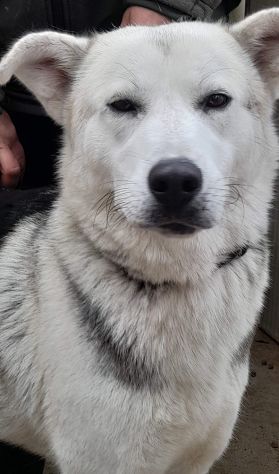 Oscar bellissimo mix husky in adozione - Foto 6