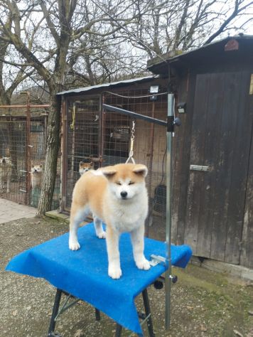 Cucciola di Akita Inu femmina con pedigree ENCI - Foto 8