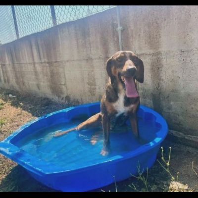 MELAMPO, OCCHIONI DOLCI, CAGNOLINO IN ADOZIONE - Foto 2