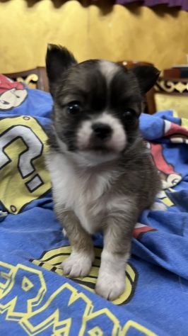 chihuahua toy pelo lungo