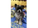 chihuahua toy pelo lungo