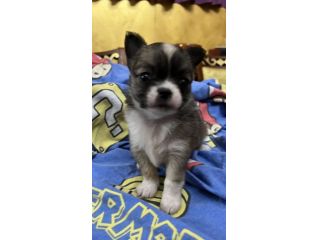 chihuahua toy pelo lungo