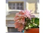 Flowers B&B