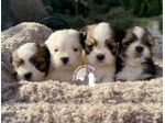 Barboncino Maltipoo Lhasa Apso – Tre Quarti di Luna