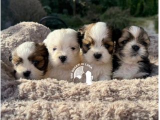 Barboncino Maltipoo Lhasa Apso – Tre Quarti di Luna