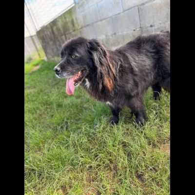 NADAL, SIMIL TERRANOVA adorabile tenerone, cane in adozione tg media - Foto 3
