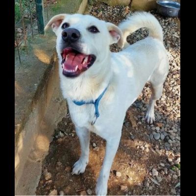 CALI' CAGNOLINO IN ADOZIONE