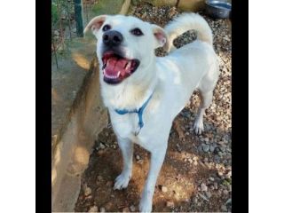 CALI' CAGNOLINO IN ADOZIONE