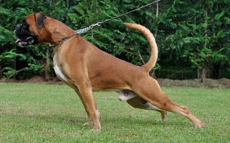 BOXER CUCCIOLI DISPONIBILI - Foto 5