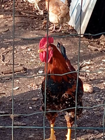 Galli,galline,chiocce con pulcini - Foto 7