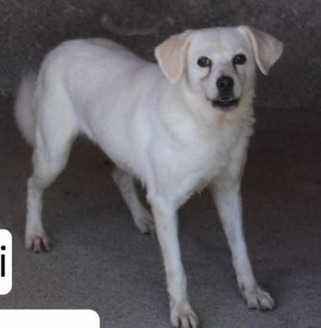 BRICIOLA 14 ANNI  13 kg taglia media piccola - Foto 2