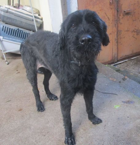 SASHA, docile e fedele schnauzer - Foto 2