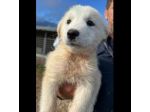MIRKO DELIZIOSO CUCCIOLO IN ADOZIONE