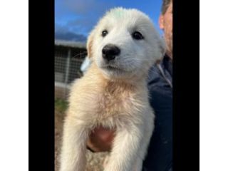MIRKO DELIZIOSO CUCCIOLO IN ADOZIONE