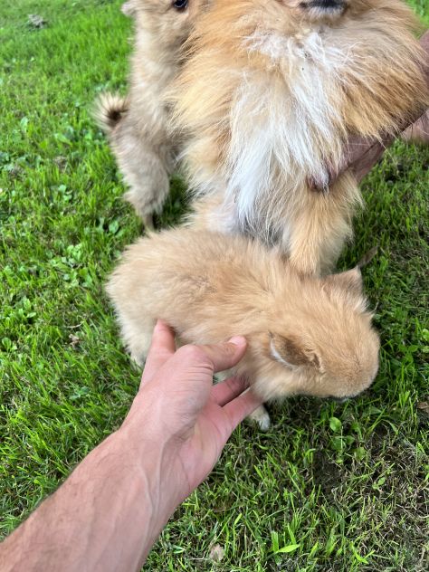 Cuccioli di Pomerania Toy - Foto 3