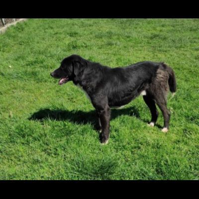 BENNY TENERO E AFFETTUOSO, CAGNOLINO IN ADOZIONE - Foto 9