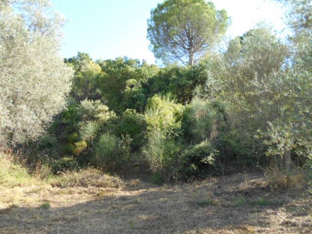 Perdifumo, Terreno Di 18.000 Mq Vista Mare Con Un Rudere - Foto 4