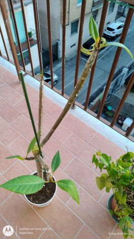 PIANTA Plumeria (Frangipani) - Foto 5