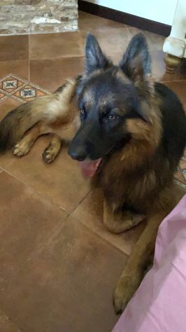Pastore Tedesco 7 anni cerca casa - Foto 6