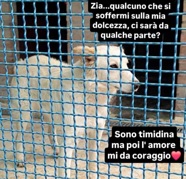 DALILA TENERISSIMA CANE IN ADOZIONE - Foto 2