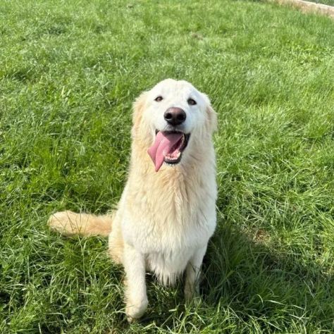 NINFA, meravigliosa tenerezza, cagnolina in adozione, tg media. - Foto 8