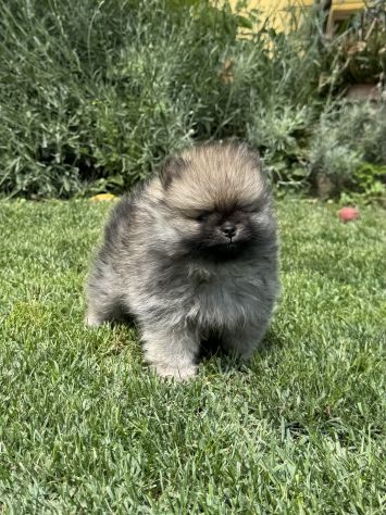Cuccioli volpino pomerania toy - Foto 6