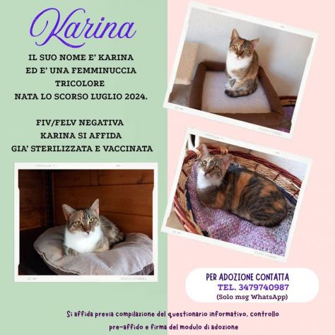 Karina, splendida micia in adozione! - Foto 2