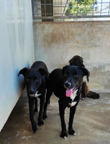 CAGNOLINO IN ADOZIONE: RAOUL, tenerissimo,mix labrador, taglia medio contenuta. - Foto 6