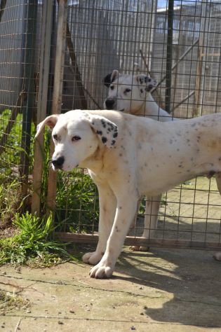 Fergus , cucciolo di 8 mesi in adozione - Foto 8