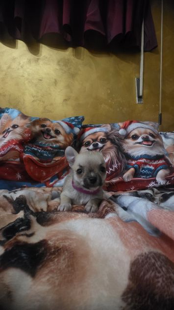 Chihuahua piccoli - Foto 3