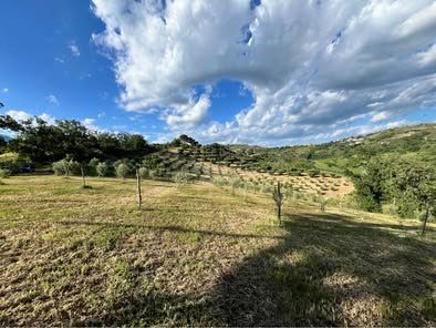 Vendesi azienda agricola biologica con uliveto, querce e casale – Altomonte (CS) - Foto 9
