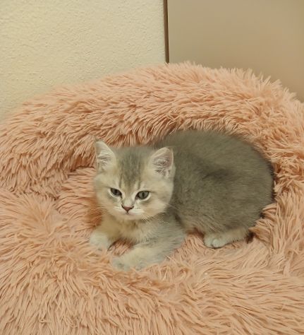 Cuccioli Straight/Fold - Foto 6